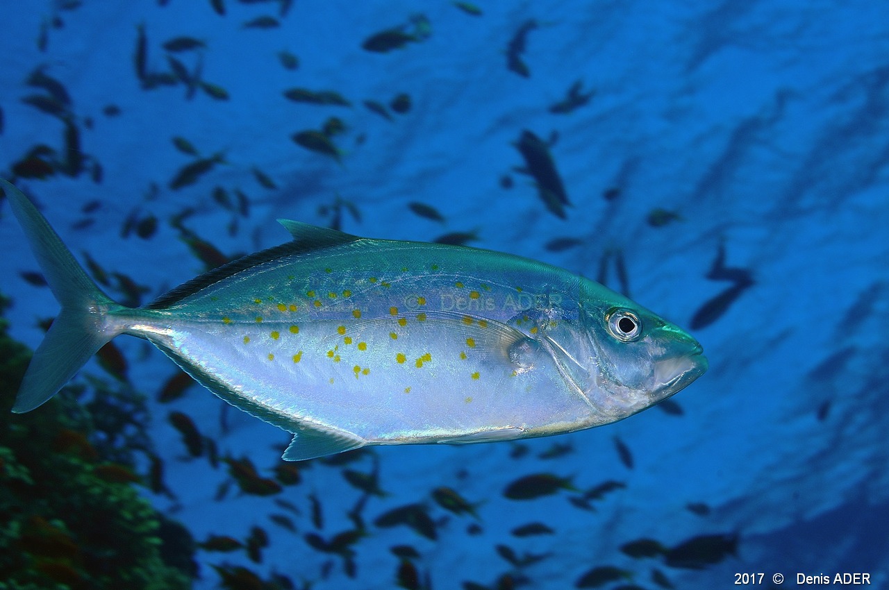 Carangoides bajad carangue a points jaunes-Safaga Tobia harba-8m-20171121-Denis-ADER-DSC_3358_tn.jpg